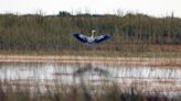 ‘Bypass surgery for the Everglades’: Scientists detail latest on restoration efforts