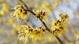 The #1 Hemorrhoid Soother Is Already In Your Medicine Cabinet: Witch Hazel