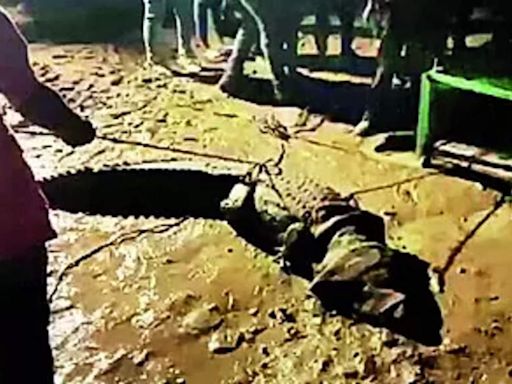 9-foot-long croc rescued in Bhayali | Vadodara News - Times of India