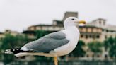 Bigger brains allow cliff-nesting seagull species to survive and thrive in urban environments