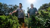 Meet Cornbread Hemp, the Kentucky business raking in $20 million by growing cannabis