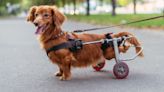 Woman's Pack of Disabled Dogs on Wheels Will Melt Anyone's Heart