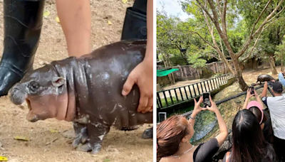 Moo Deng, Viral 2-Month-Old Baby Hippo, Disrupted By “Cruel” Behavior From Zoo Visitors