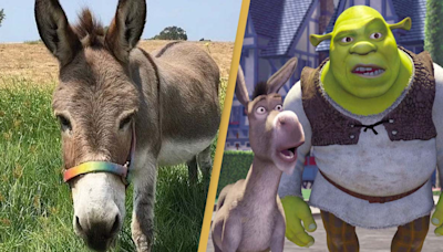 Elderly donkey who inspired Eddie Murphy's Shrek character awarded $10k