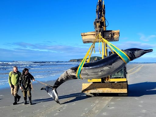 World's rarest whale washes up on New Zealand beach