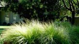 Gardening for You: Mexican feather grass for hot days