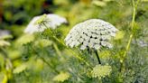 Gardening pros issue warning against plant that burns skin and causes BLINDNESS