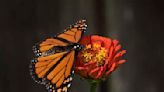 Nature Notes: Monarch butterflies begin their trip south