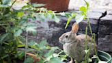 Nuisance rabbits and squirrels in Appleton can be trapped and relocated with permission