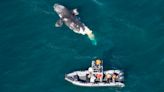 Another death of critically endangered North Atlantic right whale renews calls for shipping regulations