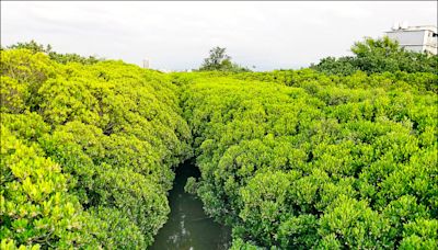 牛埔溪水筆仔茂密 新港里憂水患