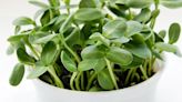 Melinda Myers: Grow fast, fun, and easy microgreens