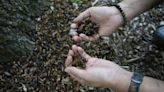 Illinois is hit with cicada chaos. This is what it's like to see, hear and feel billions of bugs