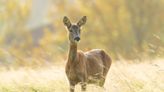 Hunters to be paid to kill extra deer in Scotland in trial conservation scheme