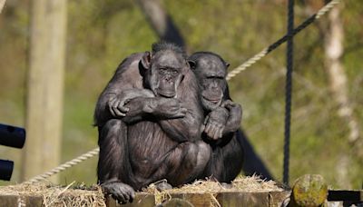 Chimpanzee in Edinburgh Zoo dies after fight breaks out in ape enclosure