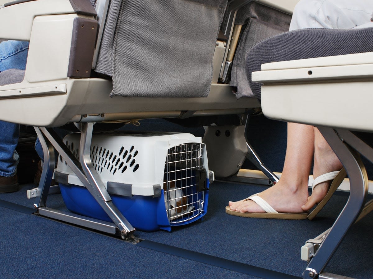 Experts share tips on protecting pets during flight emergencies