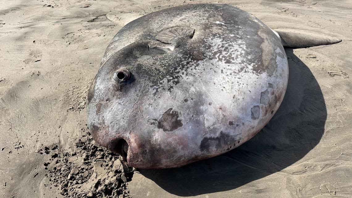 Sunfish washes up on Gearhart beach, north of Seaside