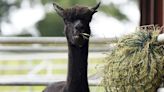 H5N1 bird flu found in alpacas for first time