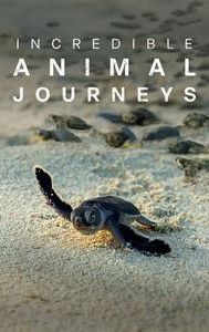 Incredible Animal Journeys