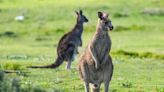 Watch: Stampede of kangaroos inundate Australian golf course