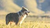 Utah Dog Laws 2023: Rabies, Dog Bites, Dog Cruelty, and Dog Chains