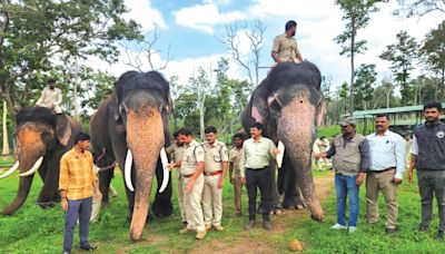 Preparation for Dasara festival begins: 18 elephants shortlisted; Gajapayana likely on Aug. 9 or 11 - Star of Mysore