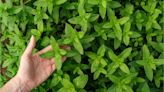 Por qué tomar té de menta podría ser la clave para terminar con el acné