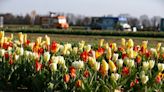 'A theme park for flowers': Instagram-worthy sights at Holland Ridge Farms in Cream Ridge