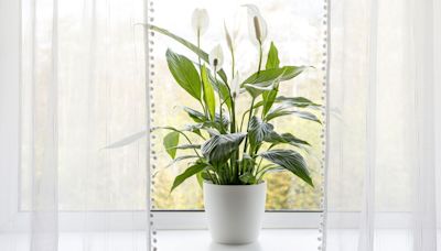 Best spot in your home to keep peace lilies so they produce more blooms
