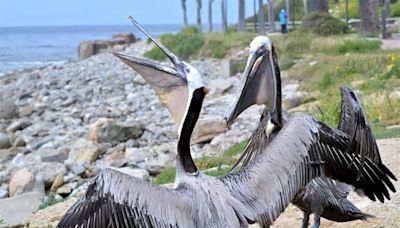 Pelican flies free in San Pedro following treatment for slashed pouch