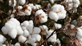 Week in Review: Unethical cotton sourcing persists despite scrutiny