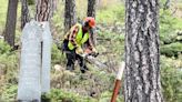 Showdown Ski Area helps clean up fallen trees in Monarch and Neihart