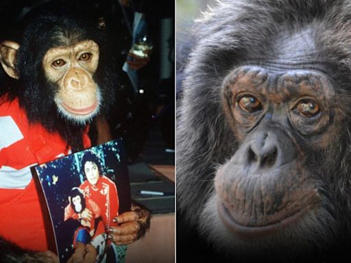 Em abrigo nos EUA, chimpanzé de Michael Jackson recebe R$ 10,8 mil por mês; entenda