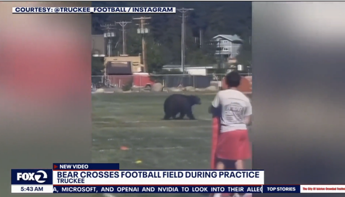 Watch bear walk onto the Truckee High School football field during practice