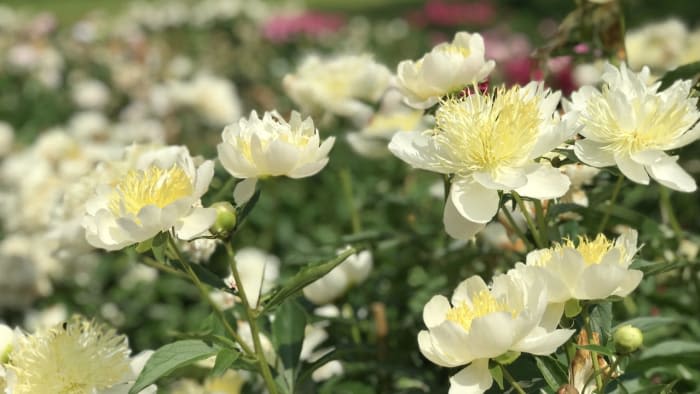 Thousands of flowers blooming in Ann Arbor’s Nichols Arboretum