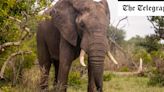 Do elephants really need renaming?