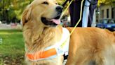 International Guide Dog Day 2024 Celebrated Worldwide & Online