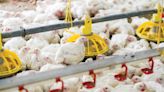 4 ways to achieve a low feed conversion ratio in broilers - Farmers Weekly
