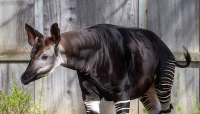 African species known as ‘forest giraffe’ joins Michigan zoo’s ‘diverse animal family’