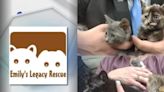 Emily’s Legacy Rescue presents five kittens for Pet of the Week