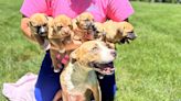 Zipped-up suitcase full of puppies, their mom left outside a fire station in Johnston County