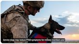 Service Dogs May Reduce PTSD Symptoms for Military Members and Veterans, NIH Reports