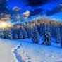 Paysage D'hiver