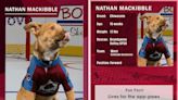 Look out Puppy Bowl, the ‘Stanley Pup’ is coming — and of course John Tortorella is involved