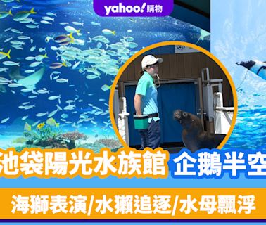 東京旅遊｜池袋頂樓海上樂園！陽光水族館獨有企鵝半空暢泳 海獅表演/水獺追逐/水母飄浮