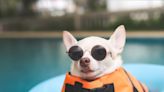 Tiny Chihuahua Takes a Dip in the ‘Big Boy Pool’ and It’s Cuteness Overload