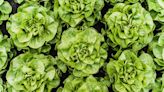 How to Harvest Lettuce for a Continuous Supply of Fresh Greens