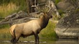 Tree branch saves man's life after he antagonizes hormonal bull elk