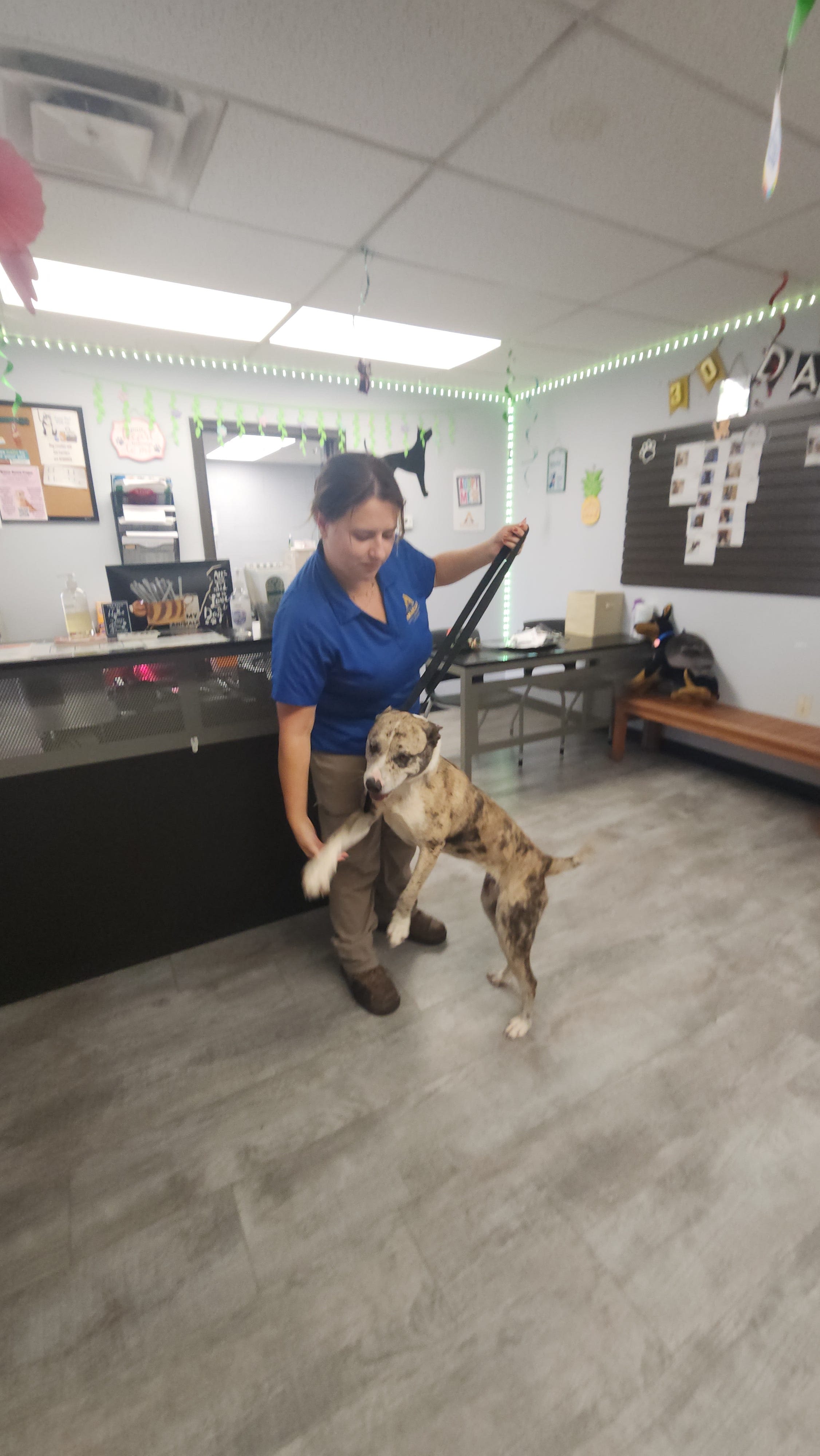 First TTUSVM class completes clinical rotation at Amarillo animal shelter
