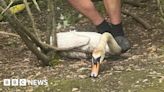 Swans killed in dog attack at Thatcham Nature Discovery Centre
